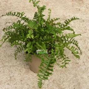 Crested Male Fern Plants (Dryopteris filix mas Crispa Cristata) 3